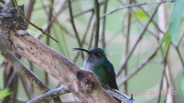 kolibřík azurovoprsý - ML610820051
