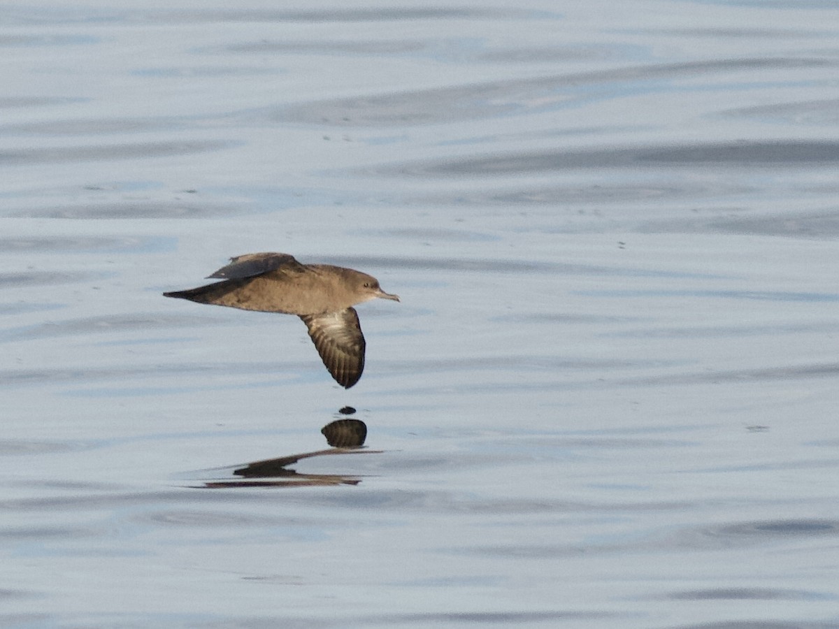 Maine eBird Checklist - 5 Nov 2023 - Halibut Point SP - 54 species (+2 ...