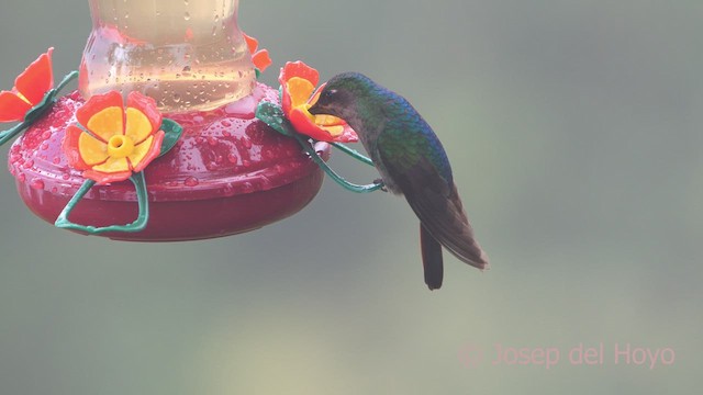 kolibřík azurovoprsý - ML610820139