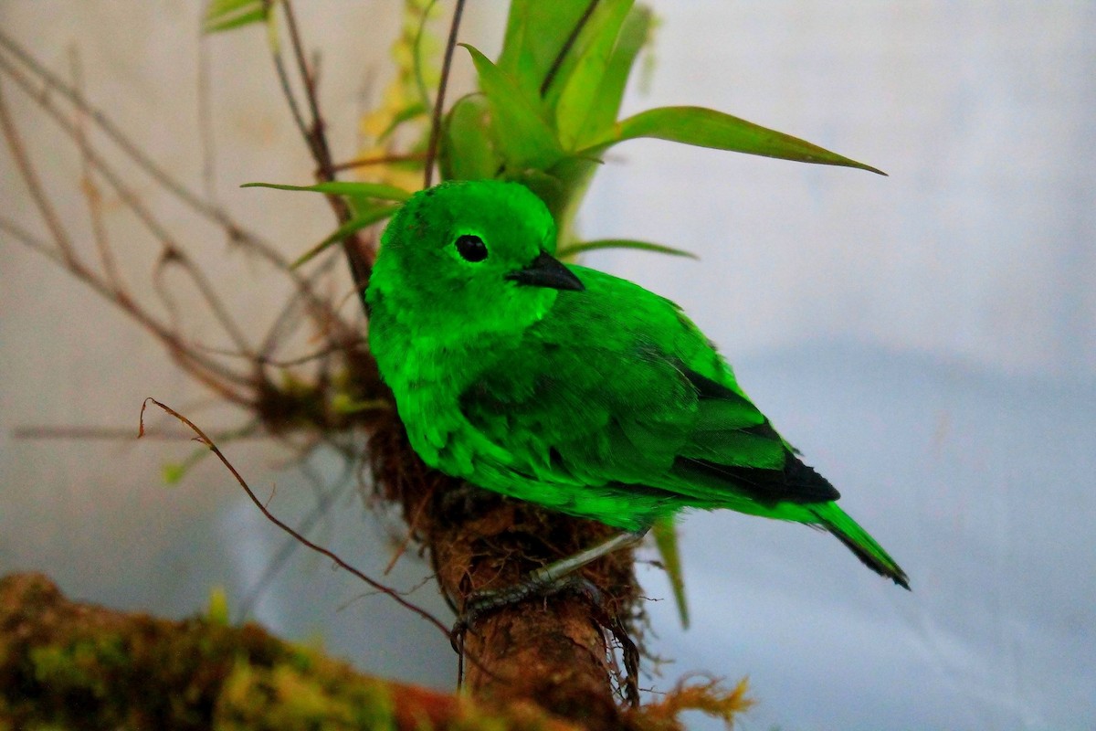 Glistening-green Tanager - Duván Andrés  García Ramírez