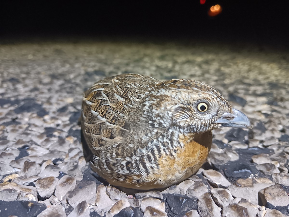 Red-chested Buttonquail - ML610820269