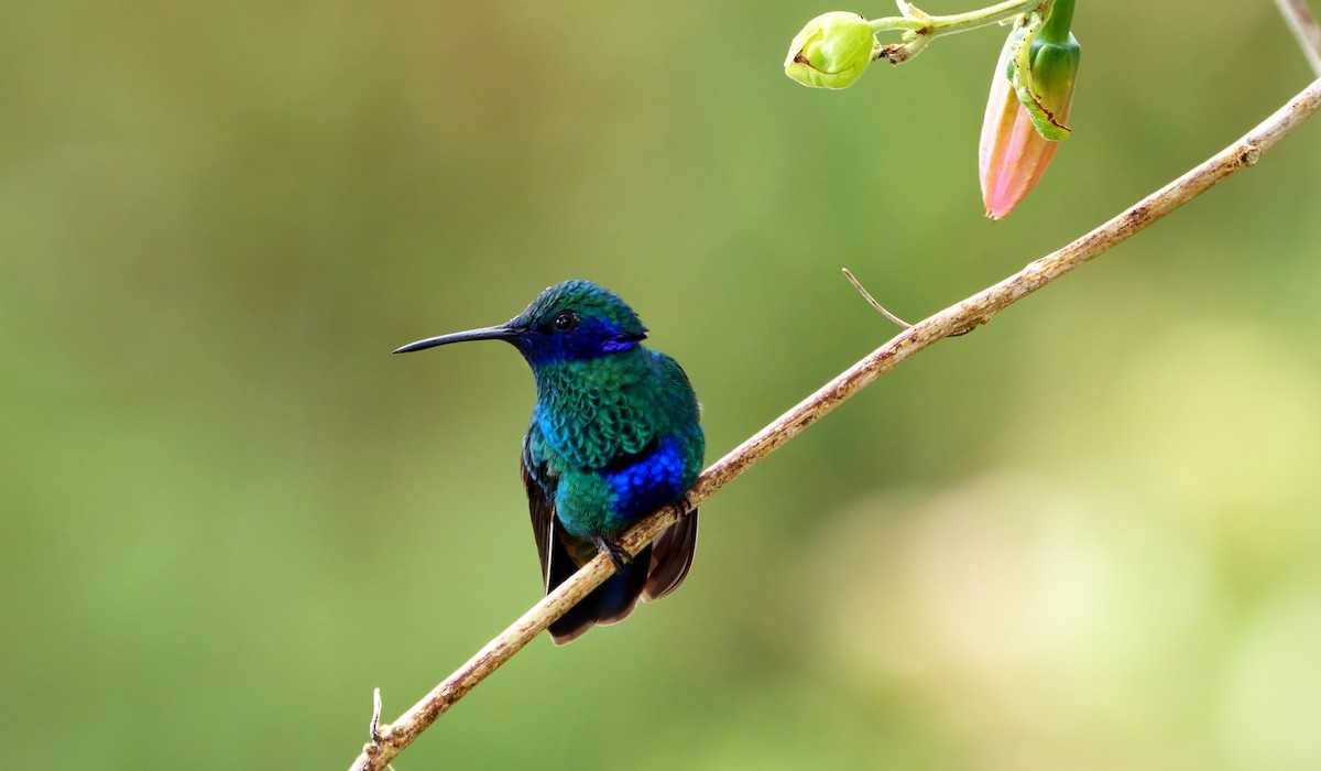 kolibřík modrolící - ML610820309