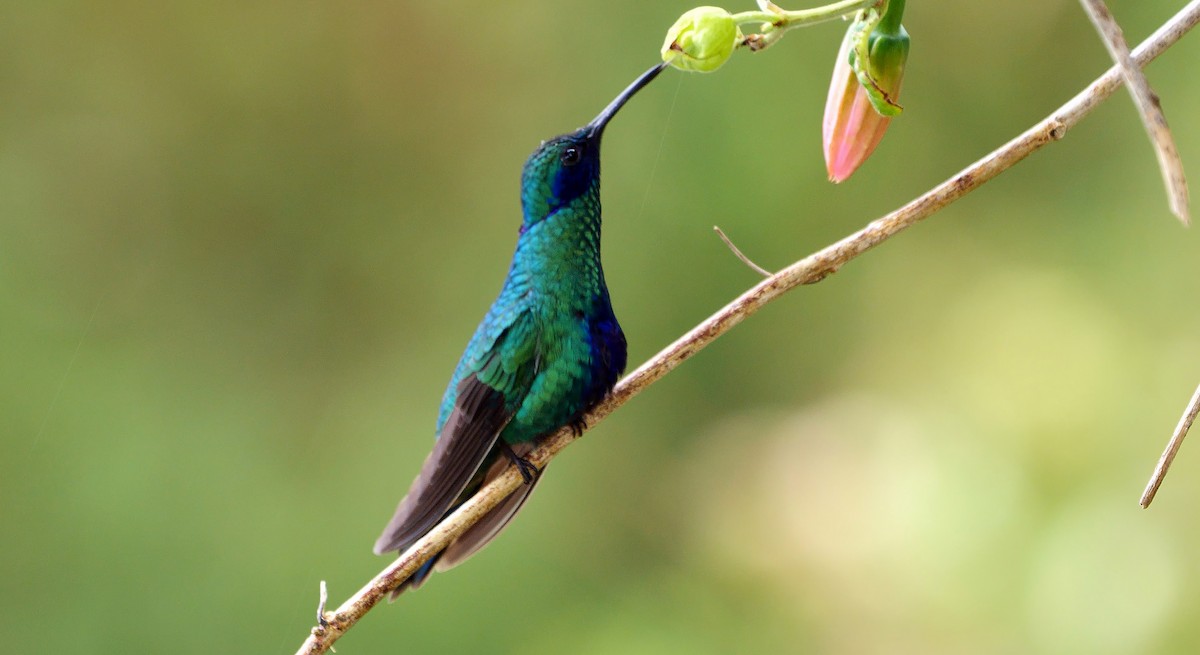 kolibřík modrolící - ML610820313