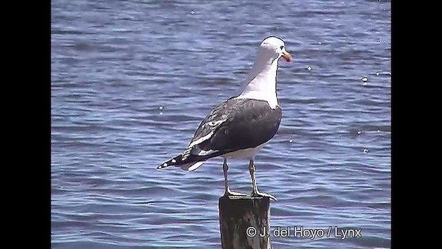 Kelp Gull (dominicanus) - ML610820473