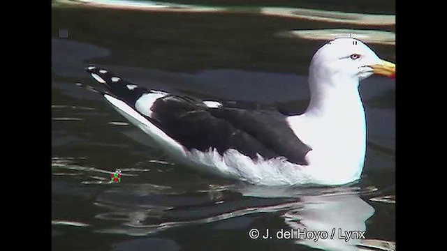 Kelp Gull (dominicanus) - ML610820476
