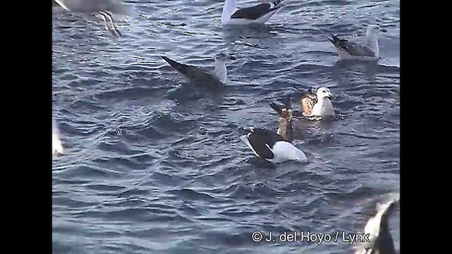 Kelp Gull (dominicanus) - ML610820478