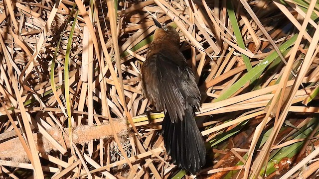 Great-tailed Grackle - ML610820806