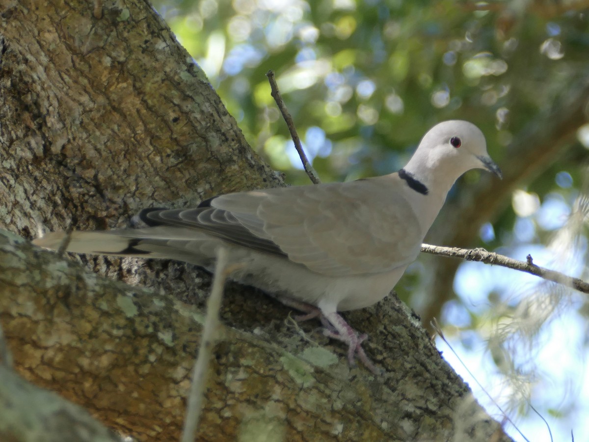 Eurasian Collared-Dove - ML610820854
