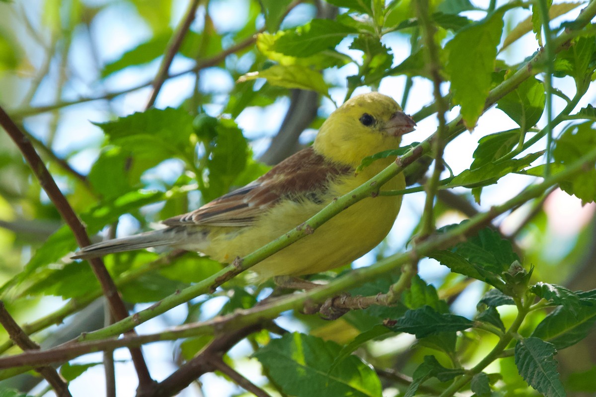 Sudan Golden Sparrow - ML610820862