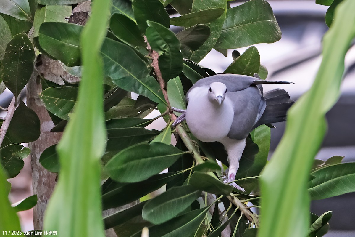 Серый плодовый голубь - ML610821240