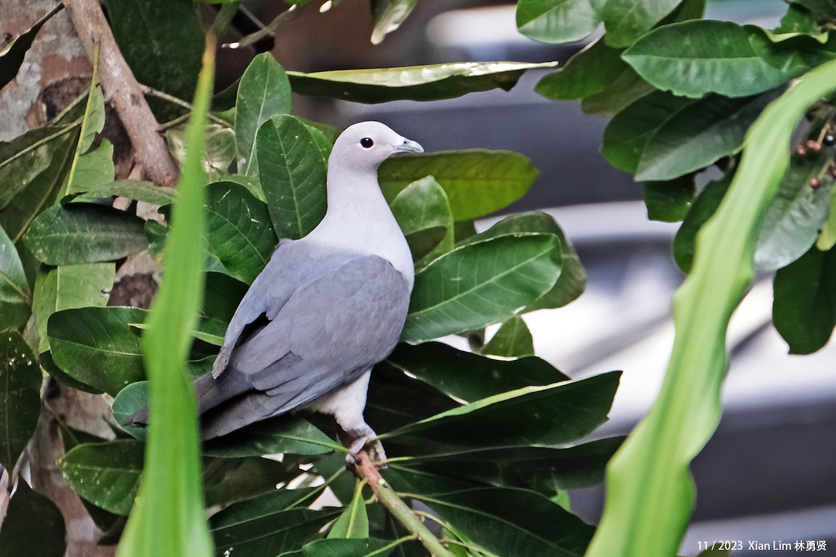 Gray Imperial-Pigeon - ML610821241
