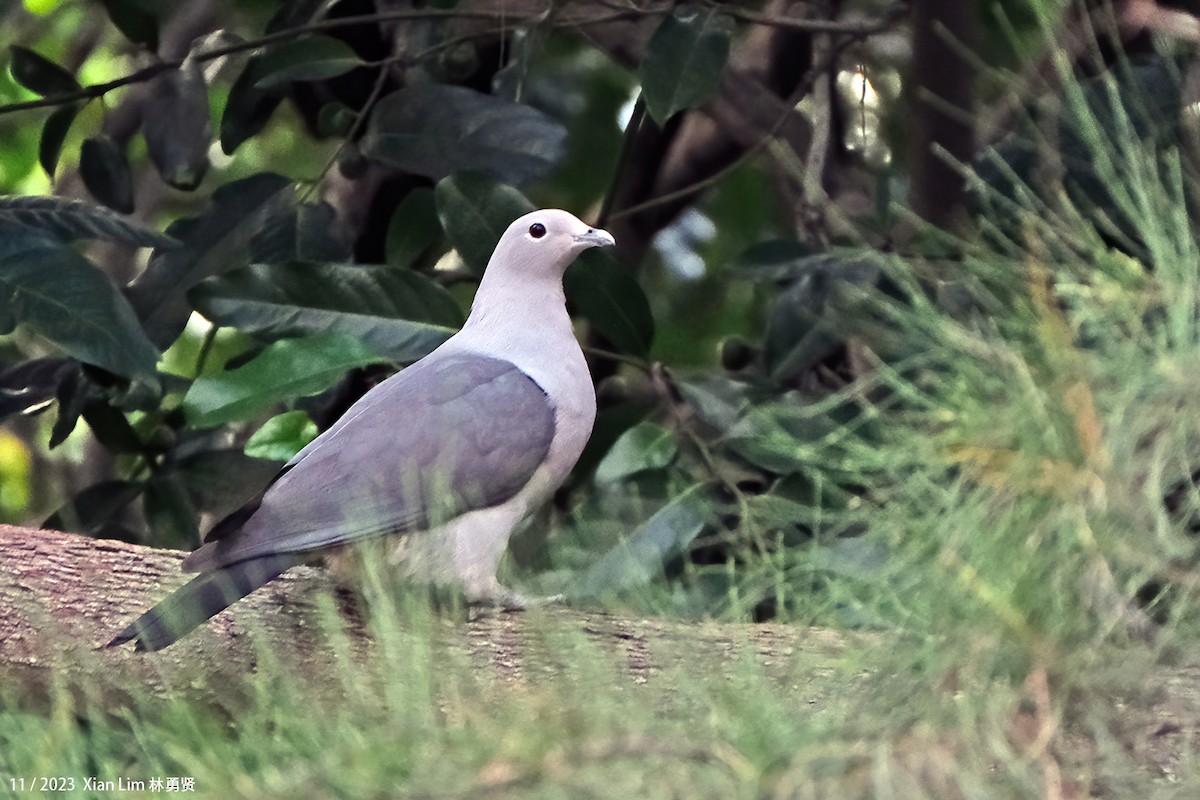 Gray Imperial-Pigeon - ML610821242