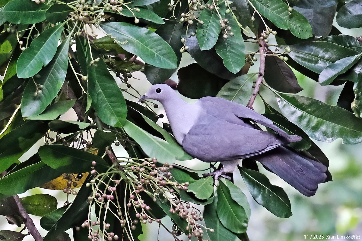 Gray Imperial-Pigeon - ML610821243