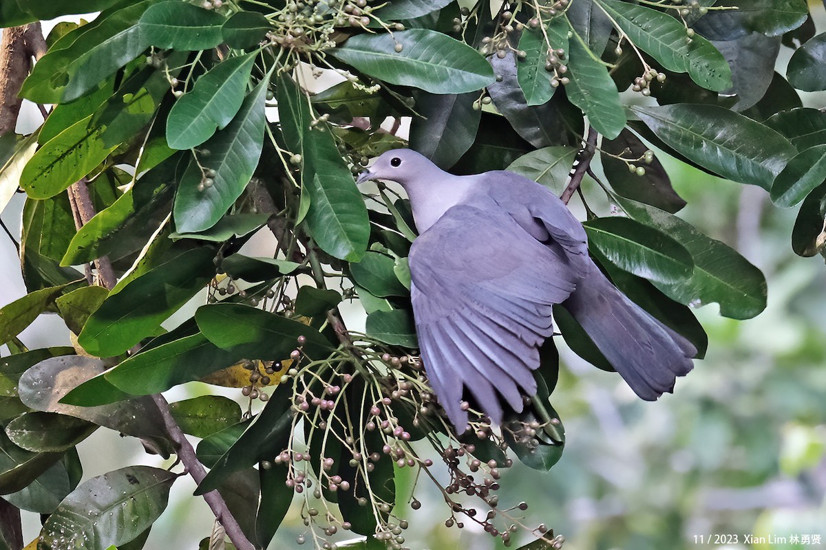 Gray Imperial-Pigeon - ML610821244