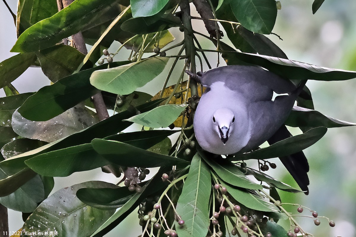 Gray Imperial-Pigeon - Lim Ying Hien