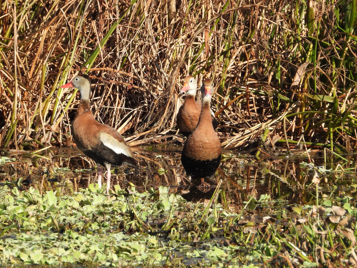 Mass Audubon eBird Checklist 4 Nov 2023 The Celery Fields 24 species