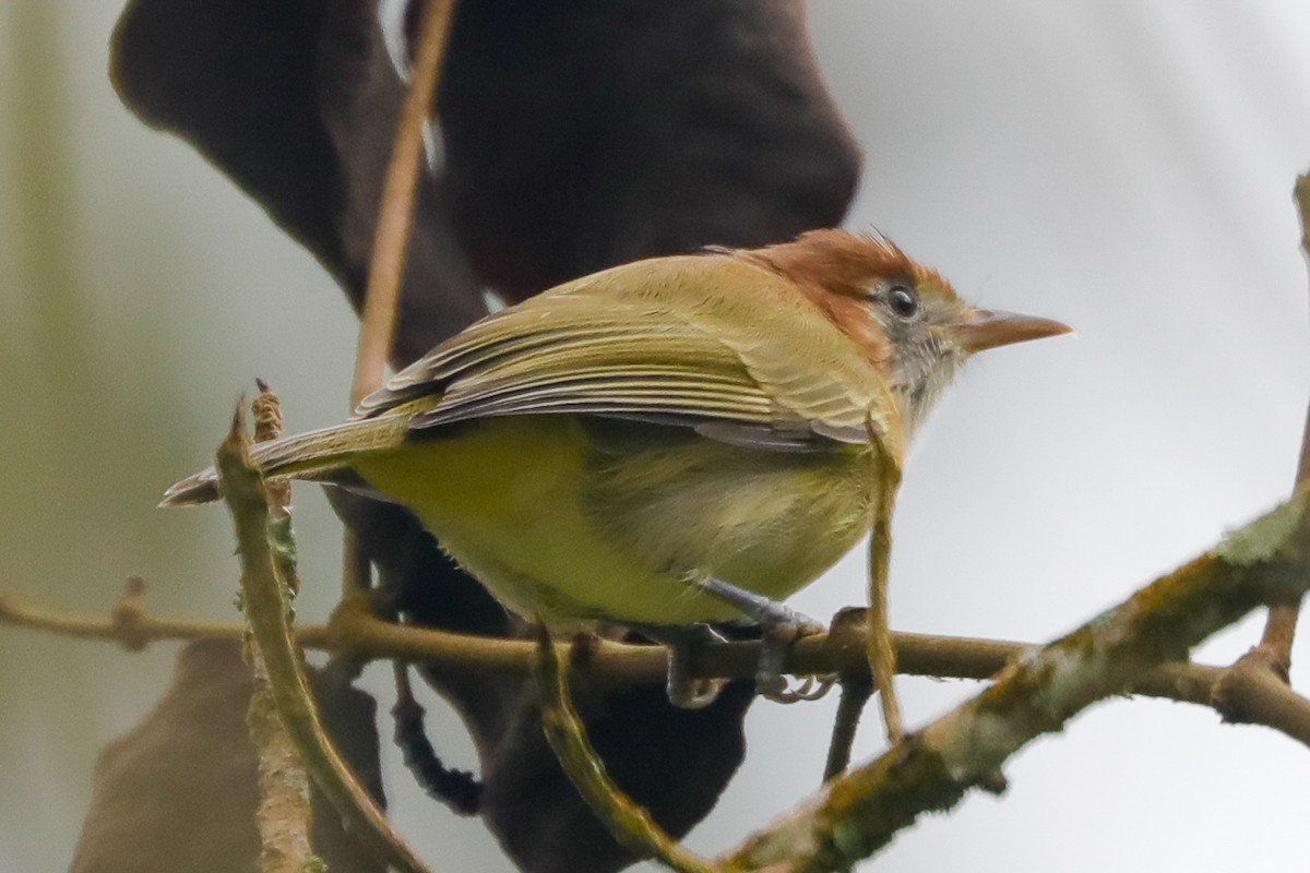 Rufous-naped Greenlet - ML610821641