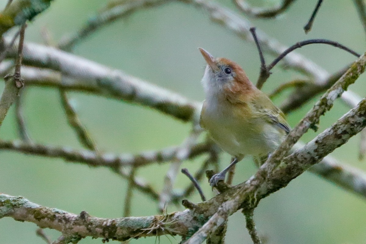 Rufous-naped Greenlet - ML610821642