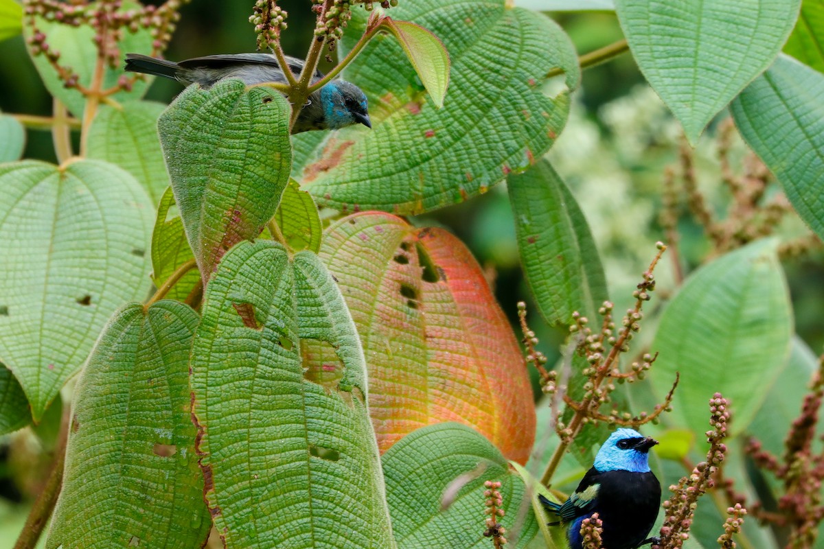 Blue-necked Tanager - ML610821673