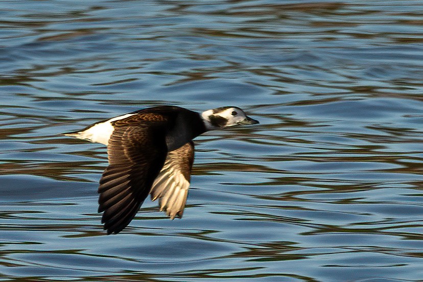 Long-tailed Duck - ML610821803