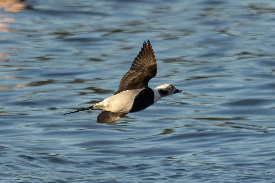 Long-tailed Duck - ML610821804