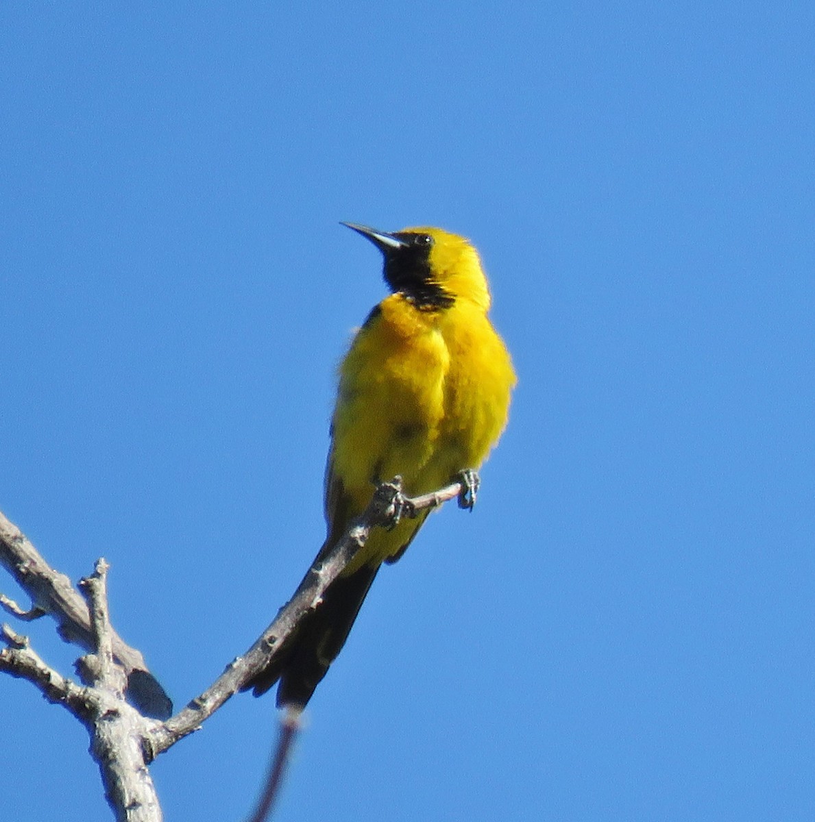 Hooded Oriole (nelsoni Group) - ML61082201