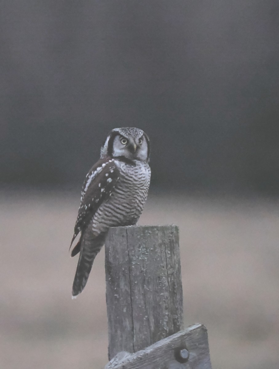 Northern Hawk Owl - ML610822184
