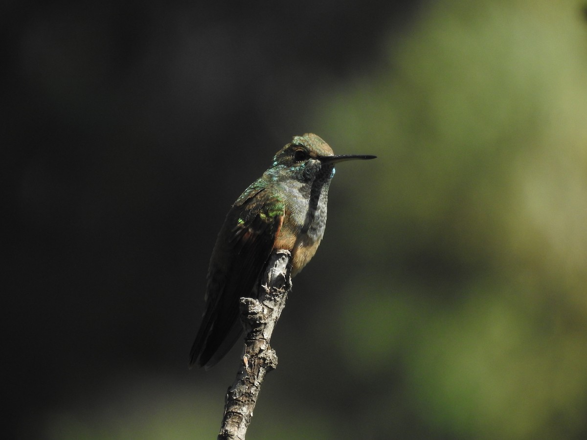 Berylline Hummingbird (Northern) - ML610822281