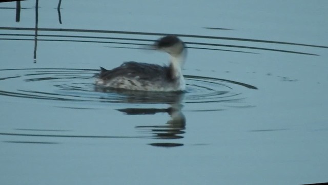 Great Crested Grebe - ML610822368