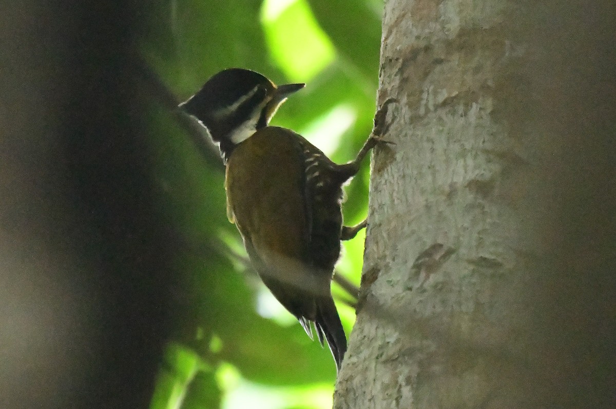 Olive-backed Woodpecker - ML610822452