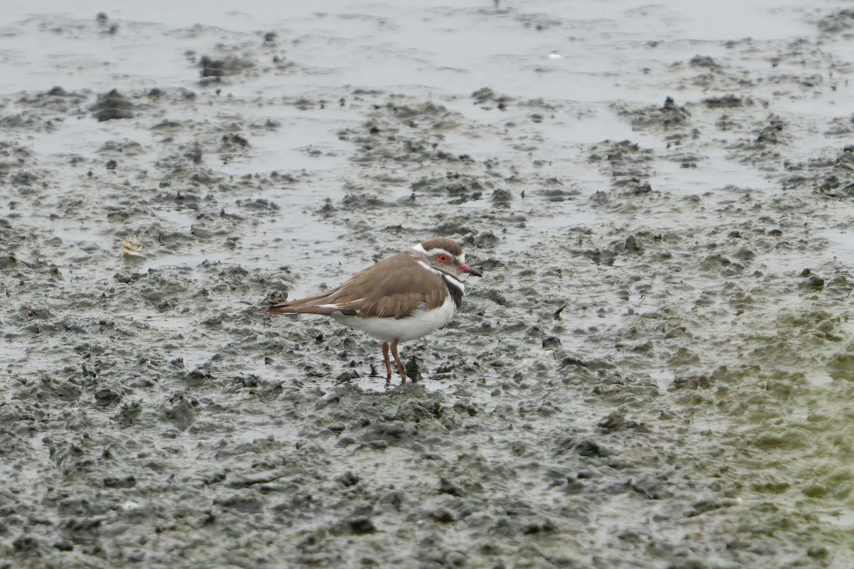 Three-banded Plover - ML610822495