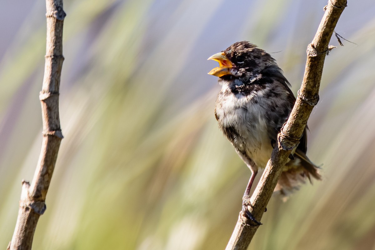 Double-collared Seedeater - ML610822523