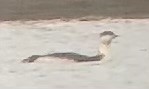 Red-throated Loon - ML610822625