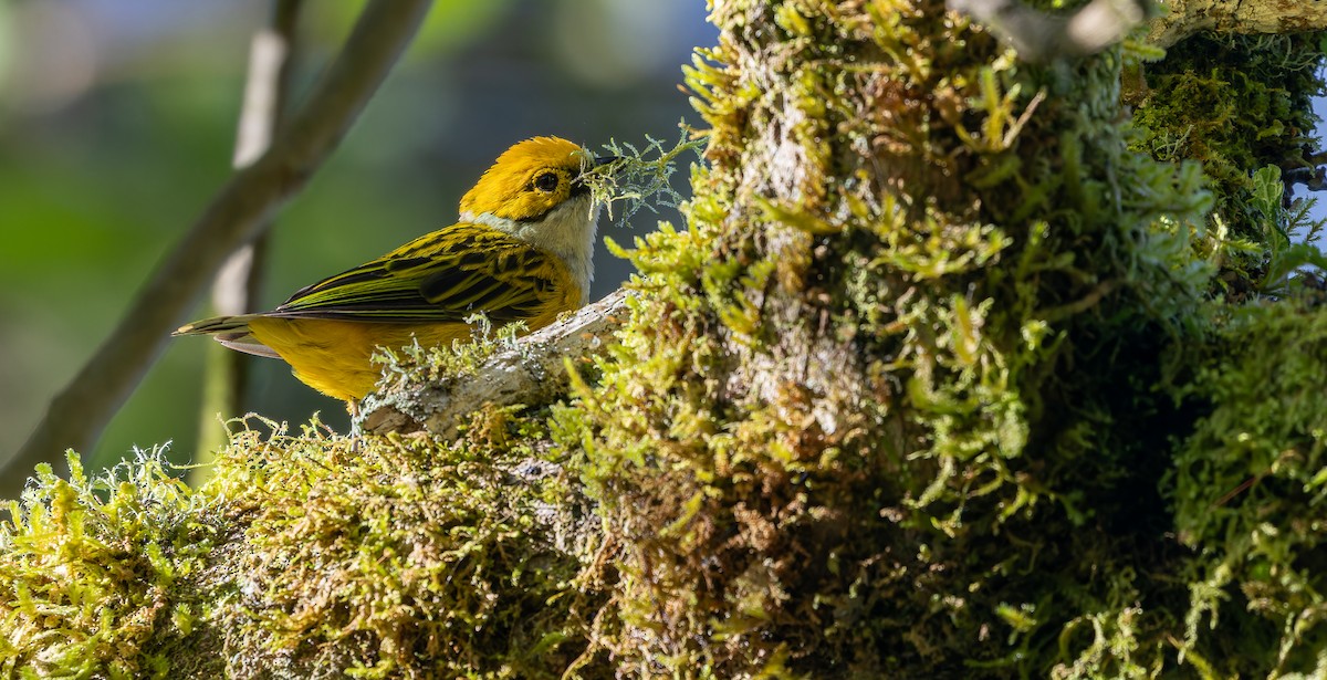 Silver-throated Tanager - ML610822968