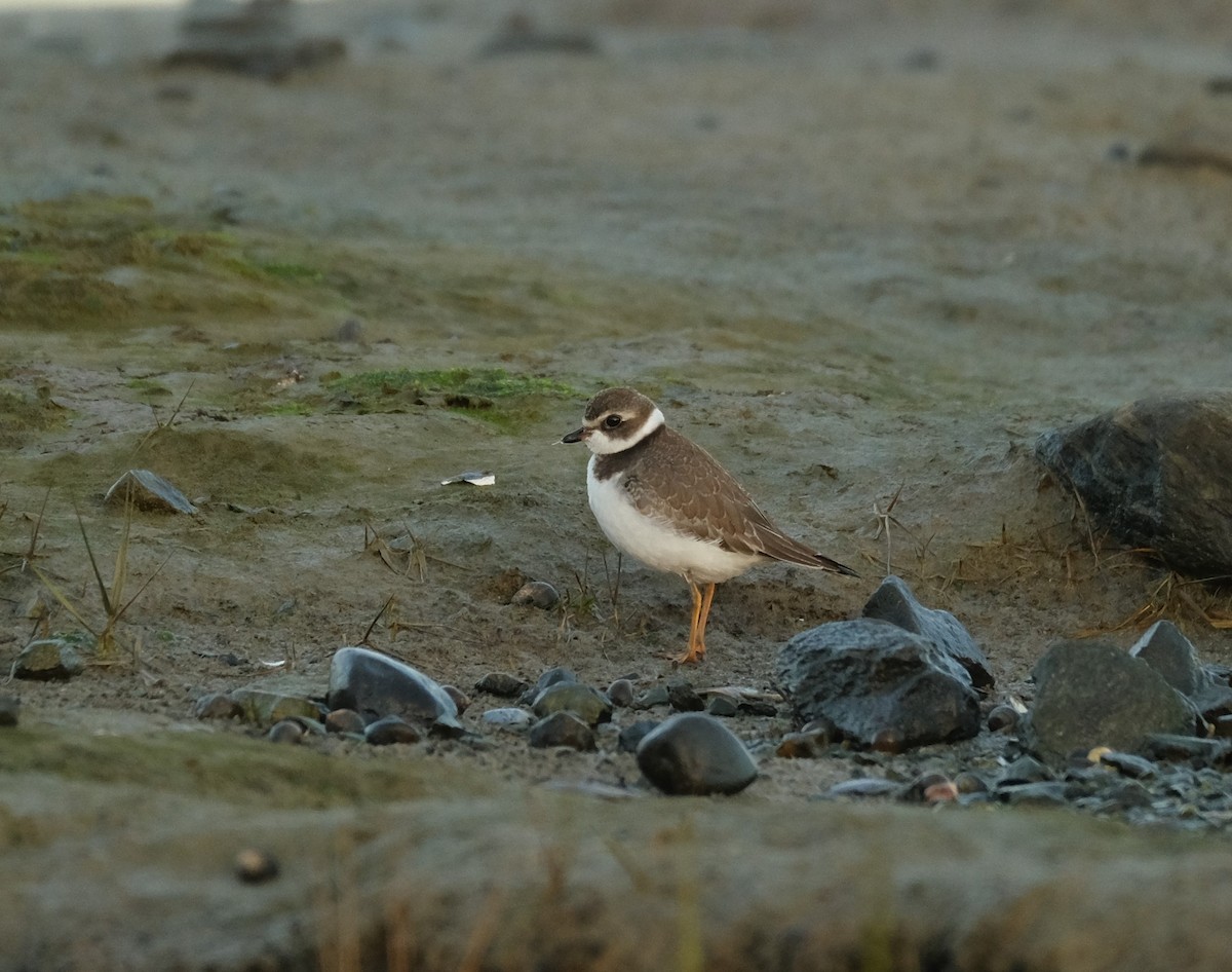 Semipalmated Plover - ML610823108