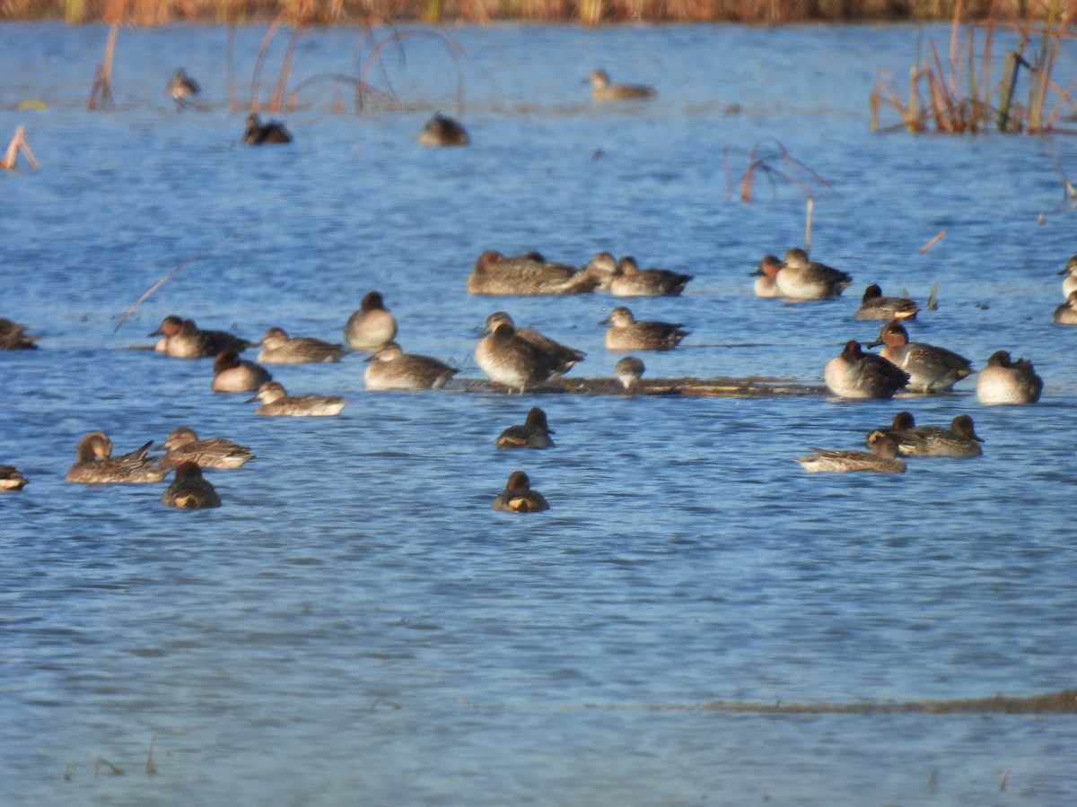 Green-winged Teal - ML610823153