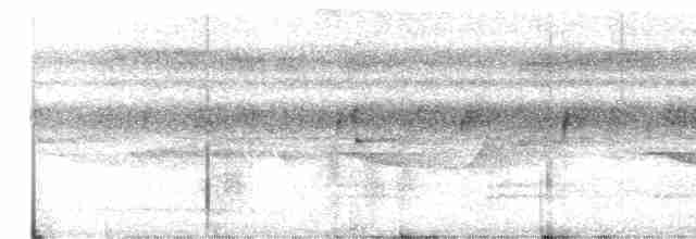 Band-winged Nightjar (longirostris) - ML610823439
