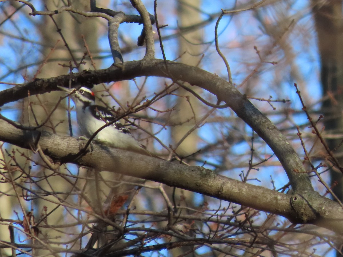 Hairy Woodpecker - allison orsi
