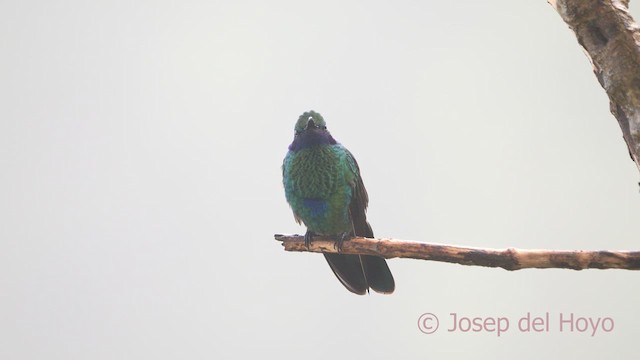 kolibřík modrolící - ML610823538