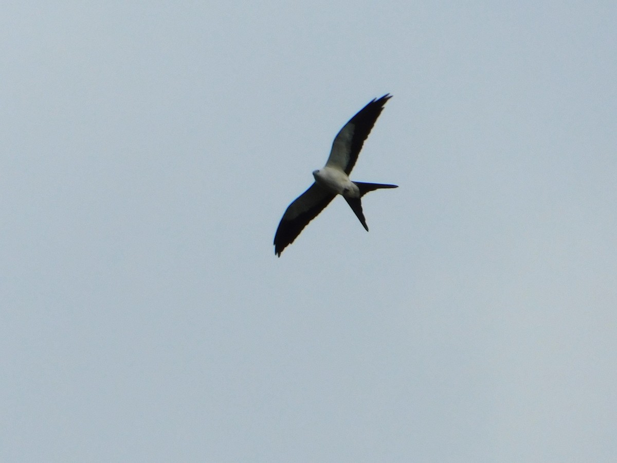 Swallow-tailed Kite - ML610823621