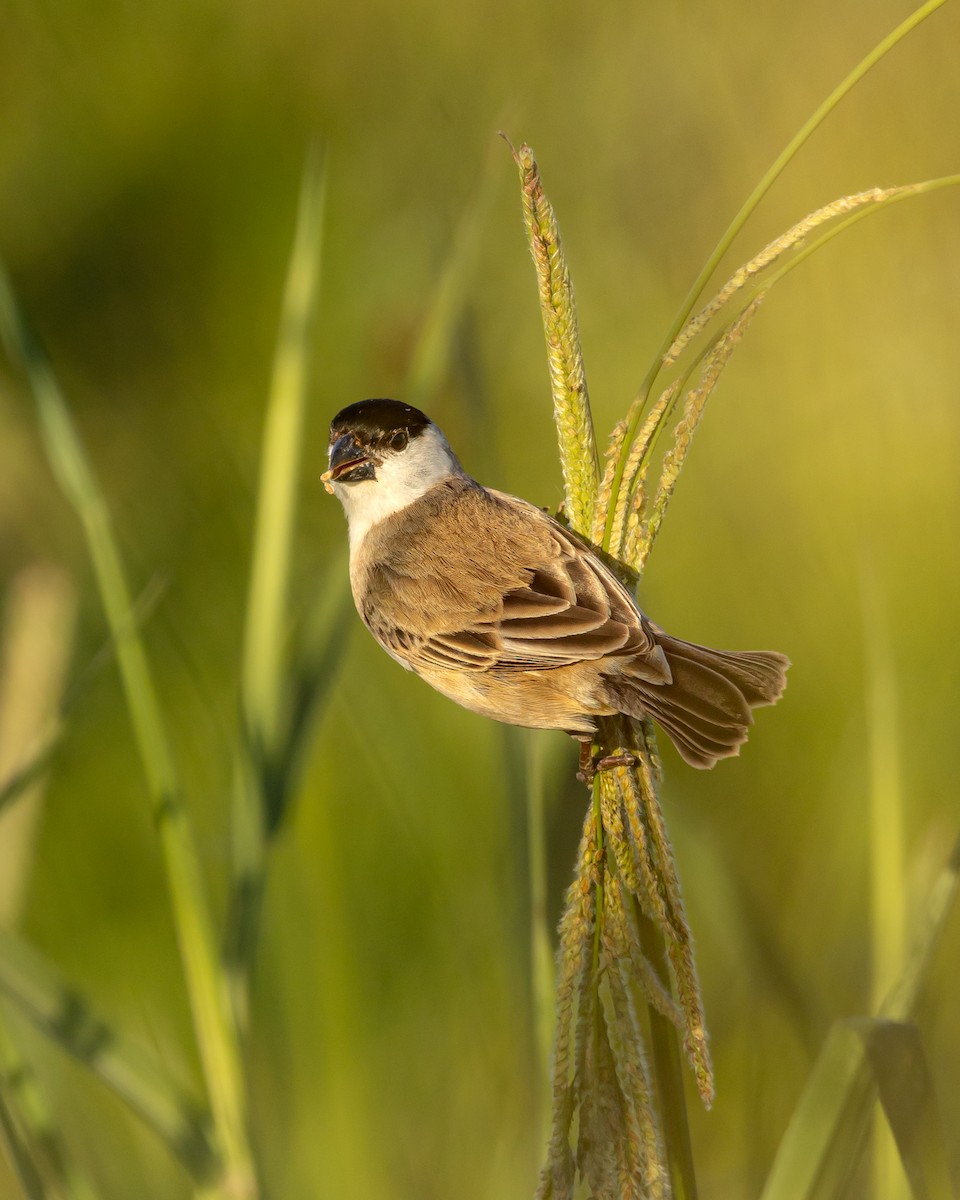 Pearly-bellied Seedeater - Leandro Paiva
