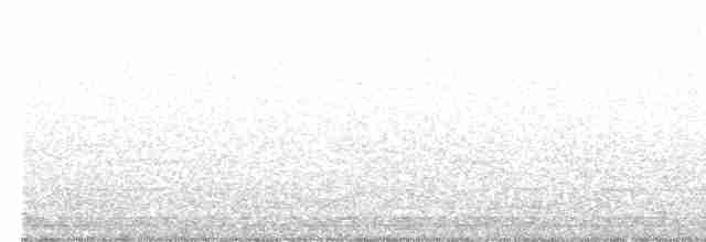 Pacific Koel (Australian) - ML610823794