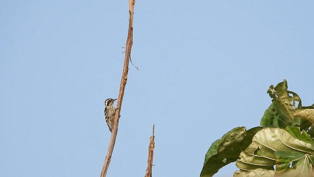 Brown-capped Pygmy Woodpecker - ML610823906