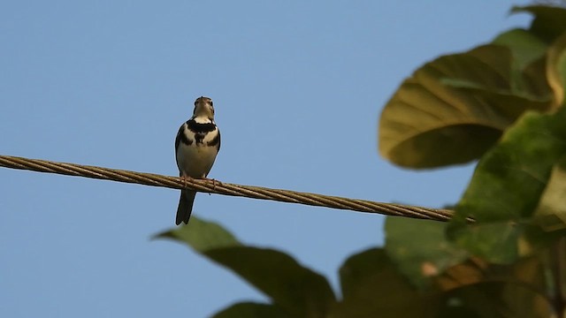 Forest Wagtail - ML610823936