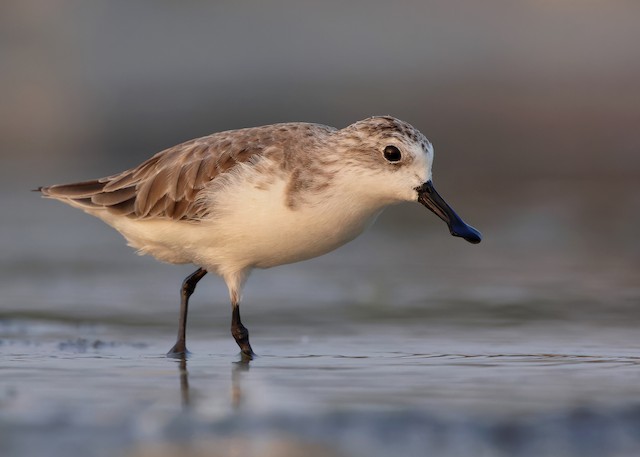 Spoon-billed Sandpiper. - Spoon-billed Sandpiper - 