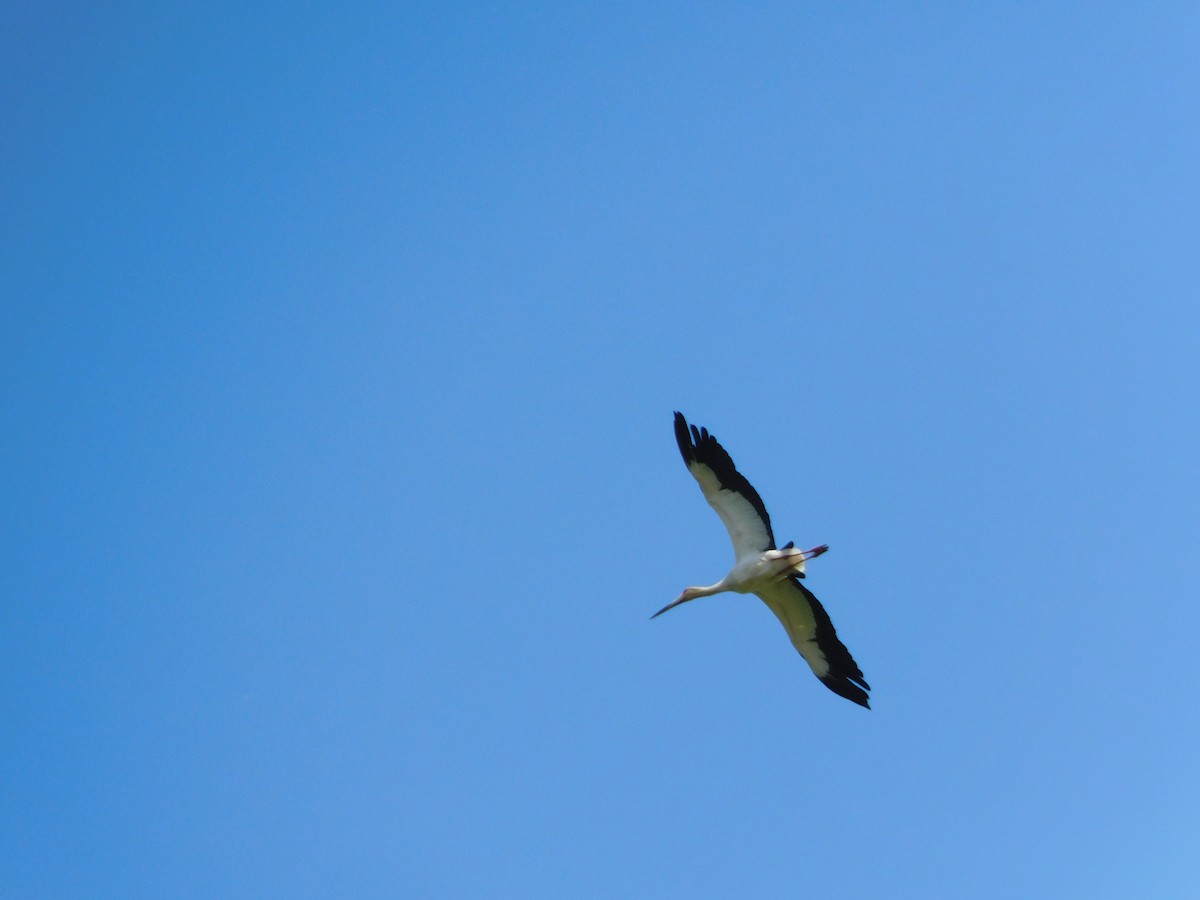 Maguari Stork - ML610824088