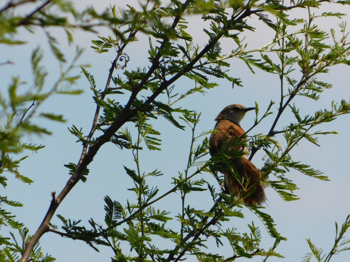 Yellow-chinned Spinetail - ML610824096