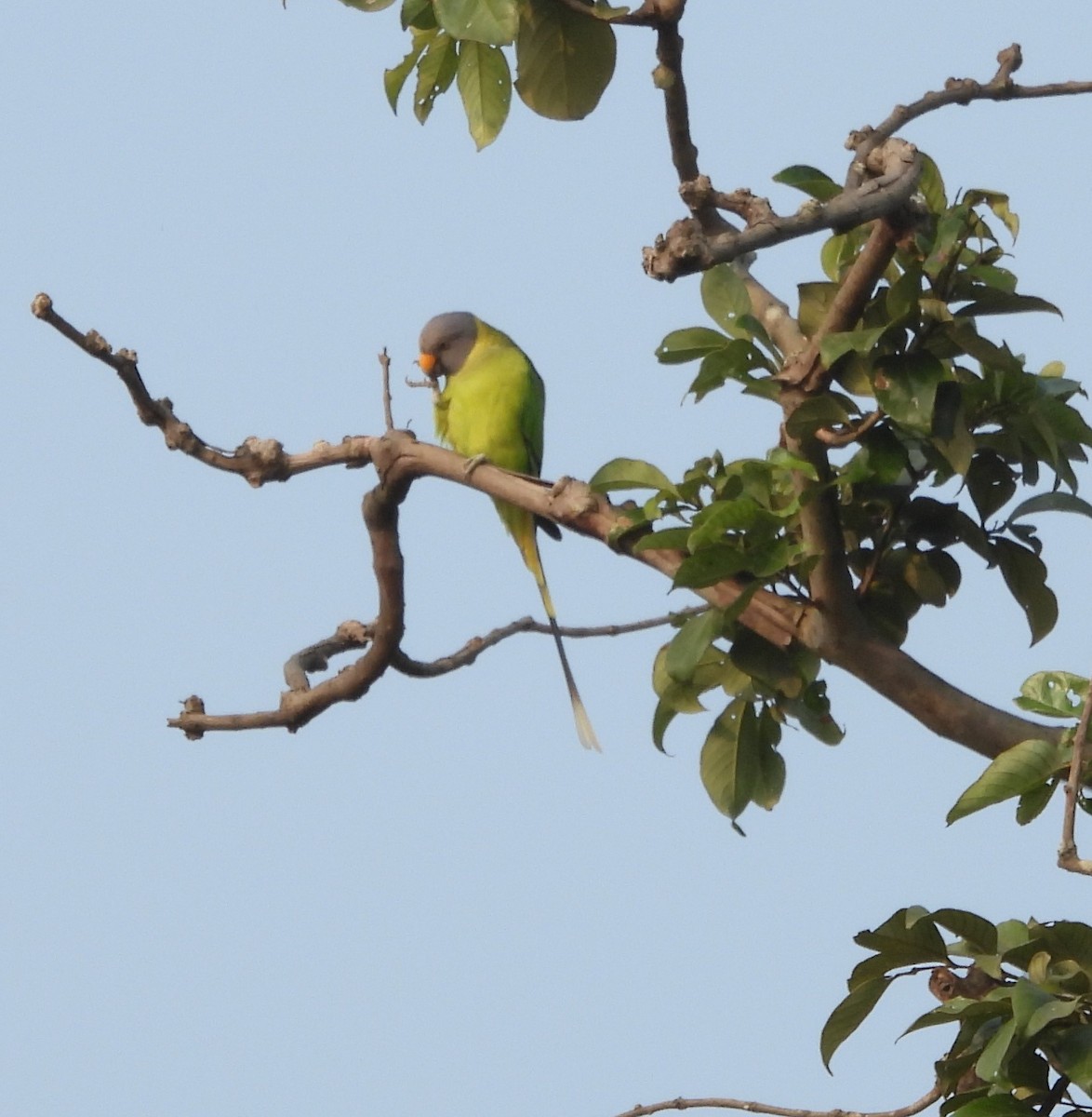 Plum-headed Parakeet - ML610824118