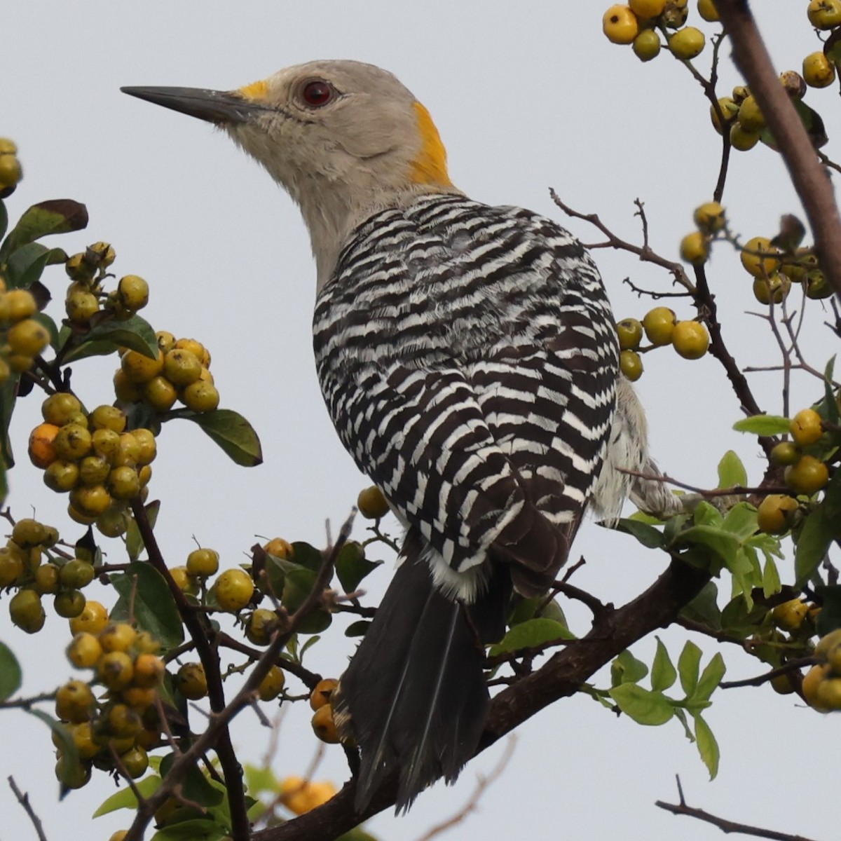 Golden-fronted Woodpecker - ML610824136