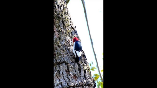 Red-headed Woodpecker - ML610824157